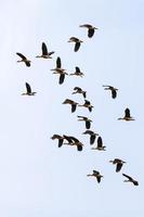 wood ducks flying