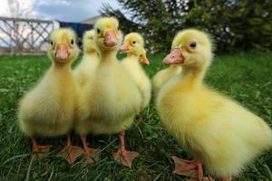 Little ducklings exploring the world photo