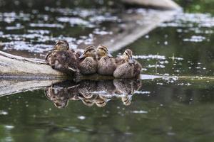 Ducklings huddling together