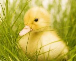 cute duckling photo