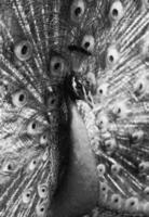 Peacock in Black and White showing his feathers