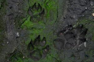 Dog's footprint on the forest trail photo
