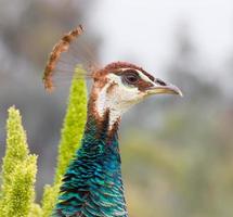 Male Indian Peacock Head photo
