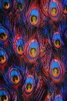 plumas de pavo real coloridas foto