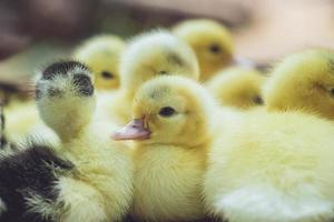 Close up group of small duckling photo
