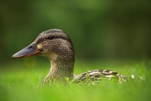 European ducks on a grass
