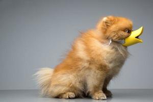 Dog Breed the Spitz dressed duck