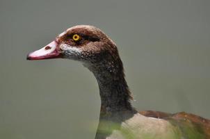 Egyptian Goose Headshot