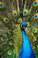 male peacock photo