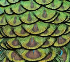 Close up of Green Peacock Feathers for texture and design