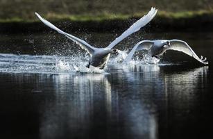 Mute swans, Cygnus olor, flying across pond
