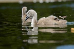 Mute Swan - nestling
