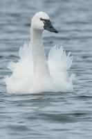 Tundra Swan photo