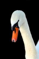 Swan head photo