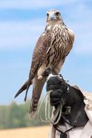 Falcon on falconers hand photo