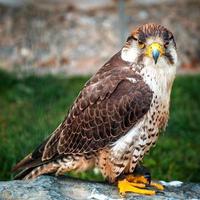 falcon photo