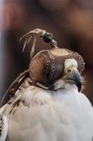 Blindfolded falcon photo