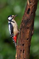 Great spotted woodpecker photo