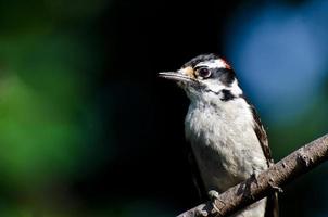 Downy Woodpecker Perched on a Branch photo