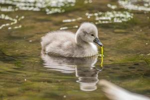 Cygnet in the river with pond weed in its beak