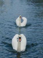 Swans on the lake.