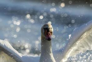 Mute swan, Cygnus olor, portrait