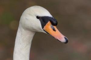 swan closeup