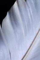white feather pattern texture photo