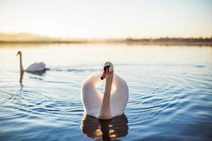 Graceful swans photo