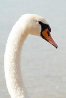cisne blanco foto