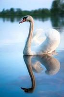 Graceful white swan and reflection on evening lake. photo