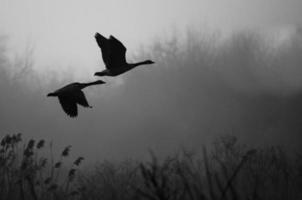 silueta de gansos de Canadá volando por encima del pantano brumoso