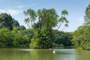 Swan Lake at Singapore Botanic Gardens photo