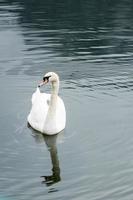 swan in lake photo