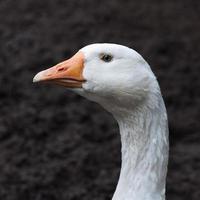 Goose closeup photo