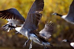 gansos de Canadá tomando vuelo desde el estanque de las praderas