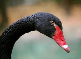beautiful black Swan