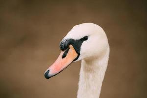 Close up of white wild swan bird photo