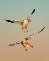Pair of snow geese in flight photo
