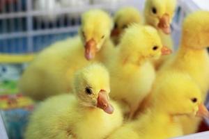 gosling recién nacido amarillo es un grupo