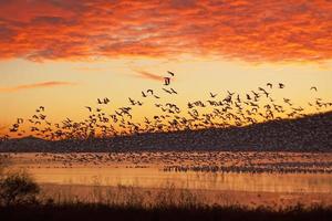 Snow Geese Flying at Sunrise photo