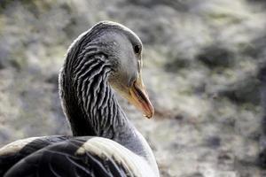Graylag goose closeup portrait photo