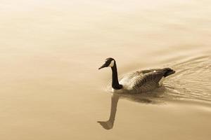 Wild canada goose in the water, branta canadensis. Tinted