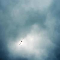 flock of birds flying in formation photo