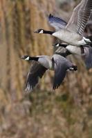 Canada Geese Flying Across the Autumn Woods photo