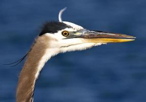 Great blue heron close up