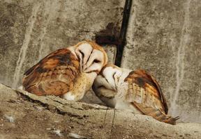 barn owl couple photo