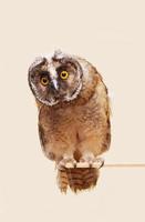 Young long-eared owl photo