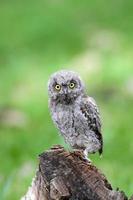 Eurasian Scops Owl, owlet