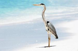 heron on the beach photo